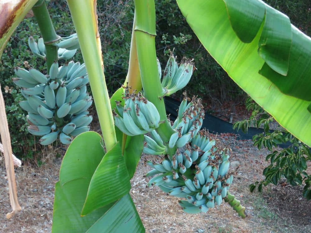 blue java banana